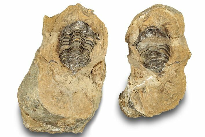 Fossil Calymene Trilobite In Nodule (Pos/Neg) - Morocco #251732